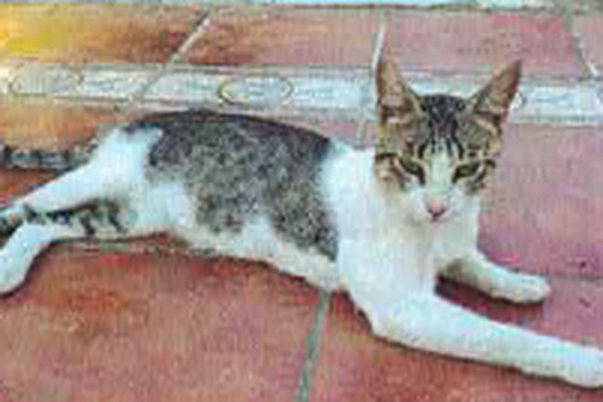 Pablito