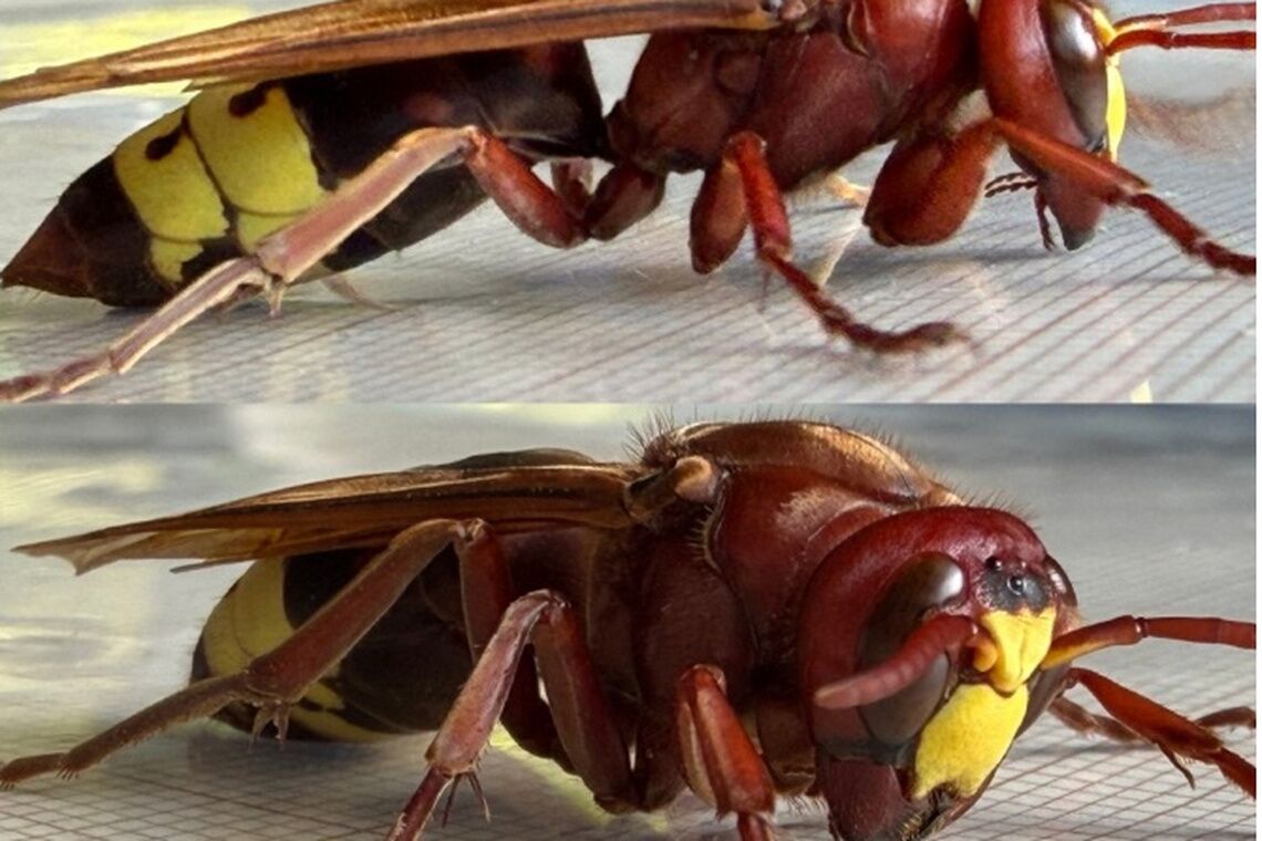 El avispón oriental es una especie invasora con una elevada capacidad de adaptación al entorno urbano